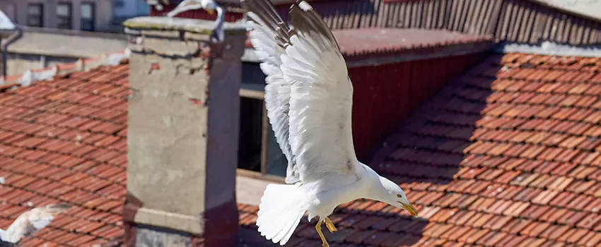 Residential Chimney Animal Removal Solution in Bentonville, AR